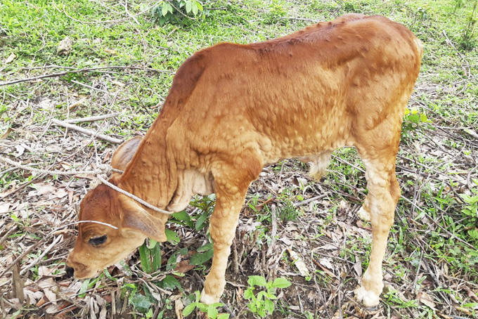 Một con bê bị bệnh viêm da nổi cục trên địa bàn Khánh Vĩnh.