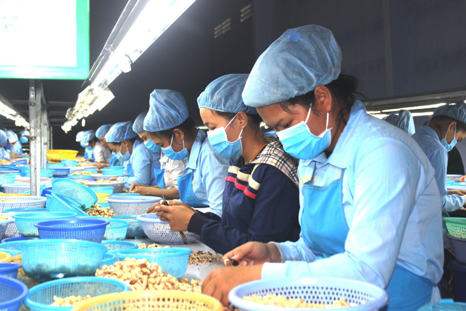Công nhân Công ty TNHH chế biến hạt điều Sao Việt trong giờ làm việc. Ảnh chụp trước khi có dịch Covid-19