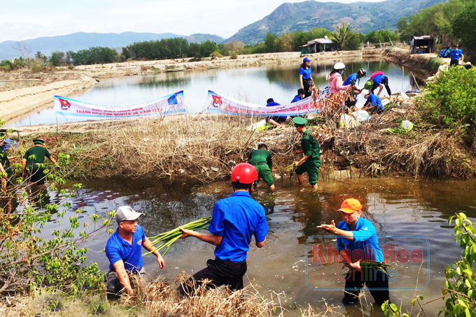 Các bạn trẻ cùng người dân  tham gia trồng đước ở đầm Thủy Triều.