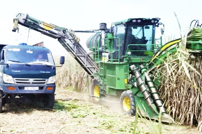 Harvesting sugarcane by machine in Ninh Thuong