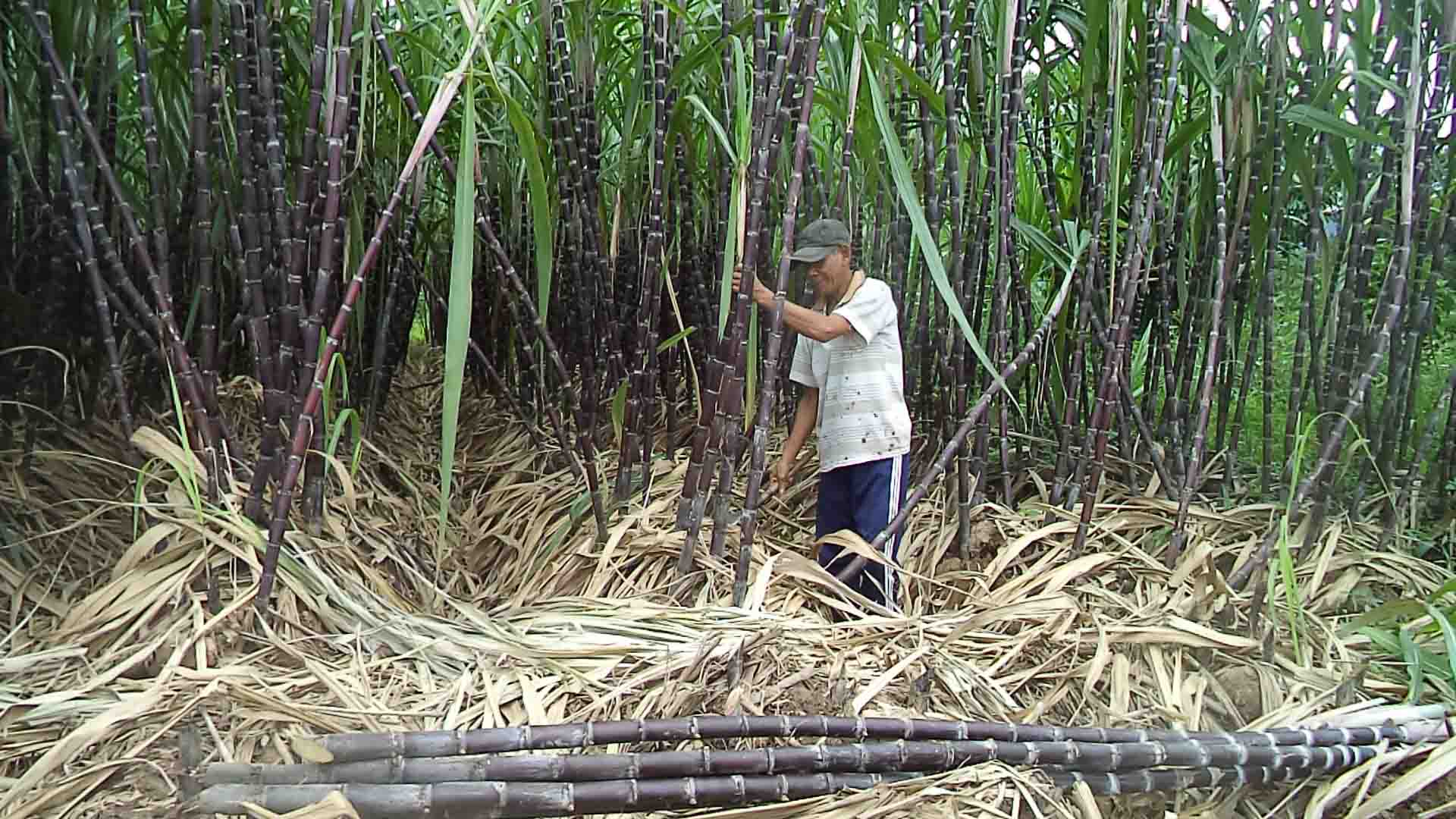 Nâng cao nhận thức của người dân trong sản xuất và tiêu dùng bền vững