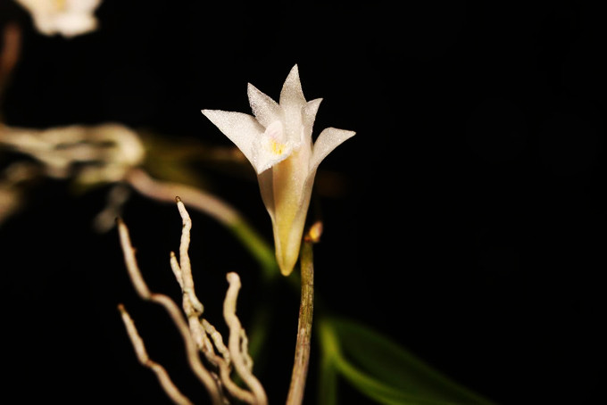 Hoa lan Dendrobium parahendersonii.