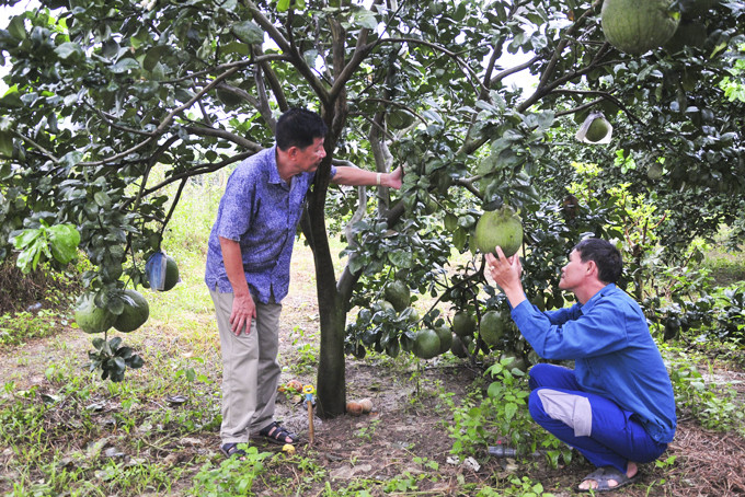 Farmers in Khanh Phu Commune taking care of grapefruits