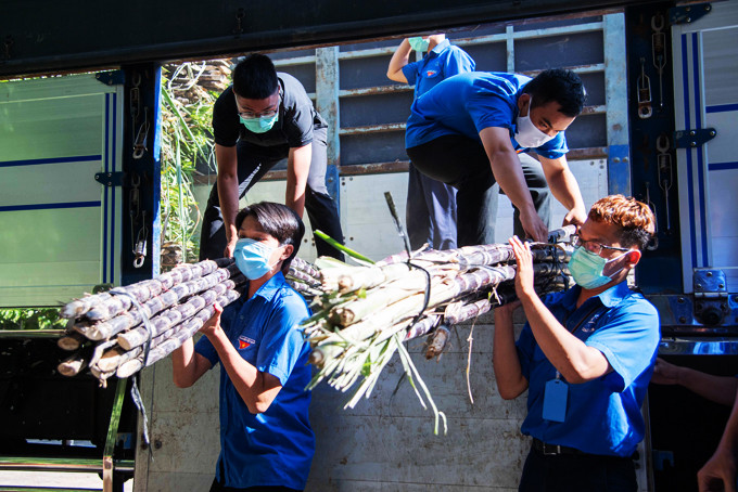 Youth unionists transporting purple sugarcane for farmers in Khanh Son District