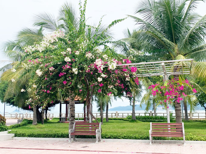 Hoa giấy khu vực công viên Trần Phú bung nở làm khung cảnh phố biển thêm rực rỡ hơn.