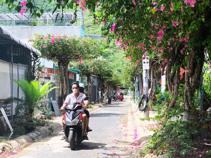 Con đường hoa giấy bình dị mang tên Bạch Thái Bưởi
