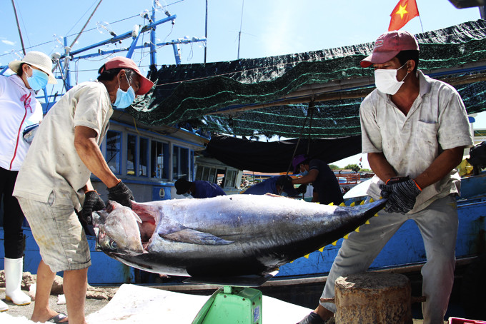 Ngư dân khai thác xa bờ cập cảng Đá Bạc (TP. Cam Ranh) bán cá cho doanh nghiệp chế biến, xuất khẩu.