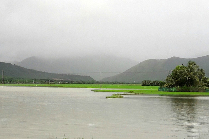 Nhiều khu vực lúa trên địa bàn huyện Vạn Ninh bị ngập trong nước.