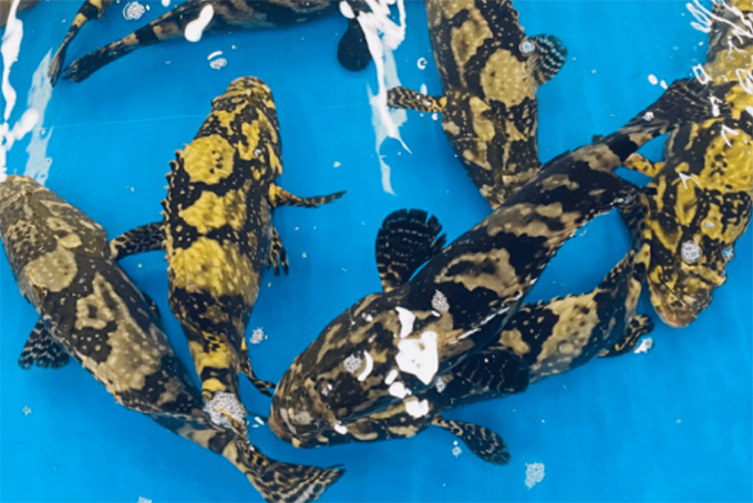 Nghiệm thu đề tài cơ sở thử nghiệm nuôi thương phẩm cá mú Trân Châu