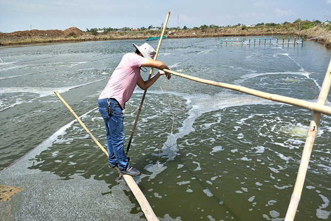 Thử nghiệm nuôi tôm chân trắng dùng kháng thể IgY. 