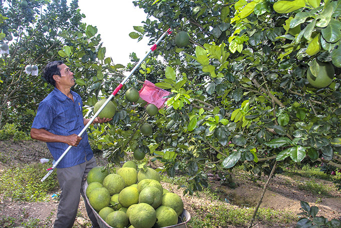 Mô hình trang trại trồng bưởi da xanh của cựu chiến binh Nguyễn Xuân Hải (xã Khánh Nam, huyện Khánh Vĩnh).