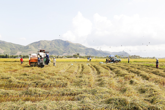 Nông dân Diên Khánh thu hoạch lúa trên cánh đồng liên kết tiêu thụ sản phẩm