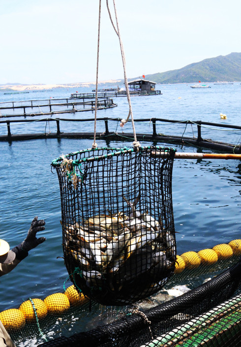 Thu hoạch cá nuôi theo mô hình công nghiệp ở Vân Phong.