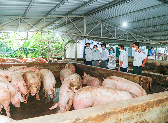 Đoàn công tác kiểm tra tình hình chăn nuôi tại Cam Lâm
