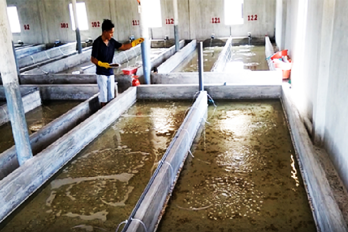 Nuôi ốc hương, cá chình: Giải pháp hướng đến quy mô công nghiệp