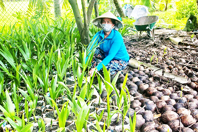 Bà Lê Thị Thanh bên vườn ươm cây dừa xiêm lùn giống.