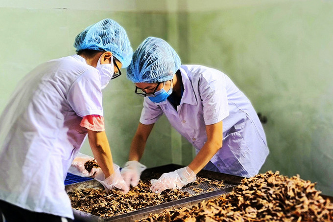 Công nhân đang xử lý sản phẩm gừng lên men của Hợp tác xã Thảo dược Việt Nam (Nha Trang).