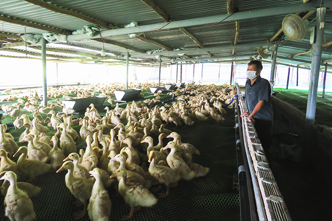 Cựu chiến binh làm giàu từ trang trại