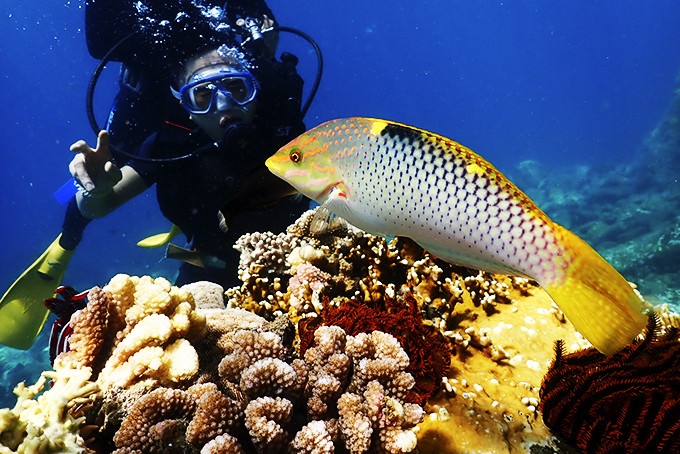 Lặn biển khám phá  vẻ đẹp kỳ thú đại dương ở Khu bảo tồn  biển Hòn Mun là điều không thể bỏ qua  khi đến Khánh Hòa. 