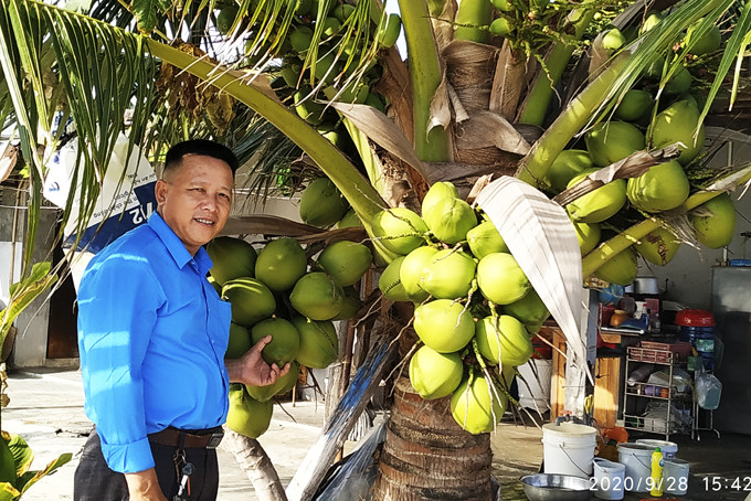 Coconuts in Tuan Le, Van Tho, Van Ninh, Khanh Hoa