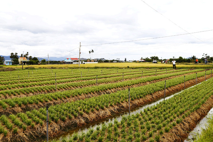 Nông dân xã Ninh Đông (thị xã Ninh Hòa) chuyển sang trồng hẹ trên đất trồng lúa.