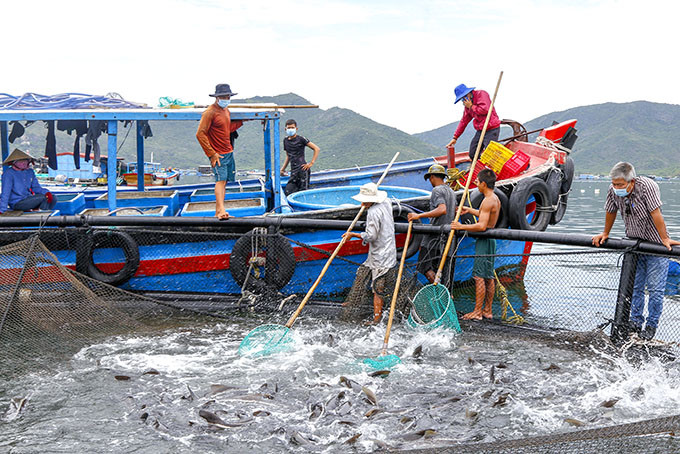 Ngư dân huyện Vạn Ninh thu hoạch cá bớp.
