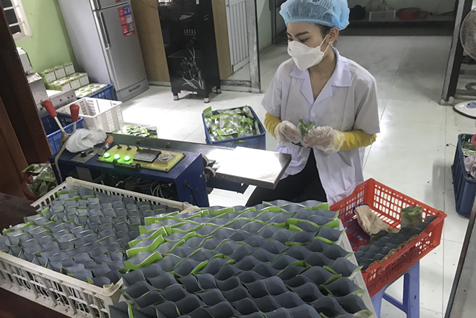 Khởi nghiệp với rong nho