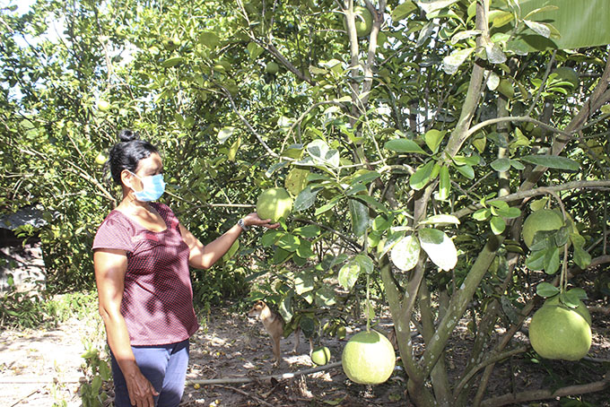 Hộ bà Cao Thị Tánh đã thoát nghèo nhờ trồng trọt và chăn nuôi.