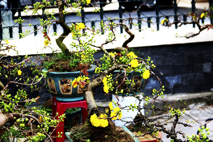 Bốn mùa qua cửa