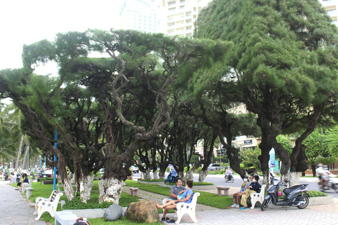 Công viên cây xanh dọc đường Trần Phú như lá phổi xanh của thành phố.