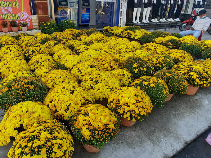 Garden mums are sold at VND200,000/pot on 2-4 Street