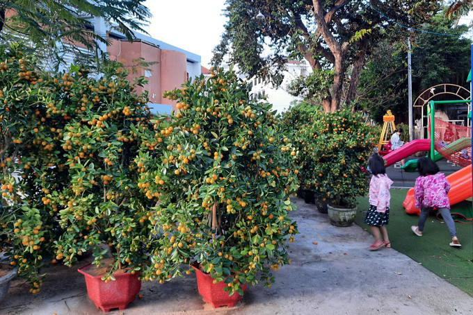 Kumquat trees laden with fruits displayed at Khanh Hoa Children’s House…