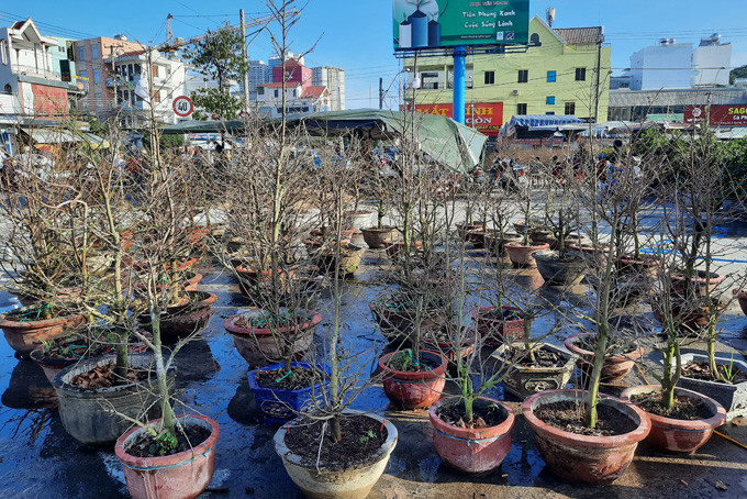Apricot flower plant, a variety of apricot flower from Dong Thap Province, planted in Dien Khanh Distict (Khanh Hoa Province) are sold at Vinh Hai Market
