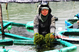 Vùng rong nho Ninh Hải vào xuân