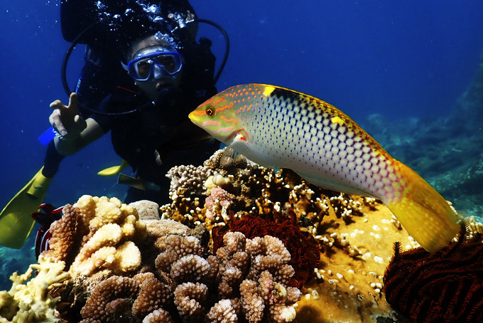 <p style= "text-align: justify; ">Lặn biển ở Khu Bảo tồn biển Hòn Mun (vịnh Nha Trang), nơi có hệ sinh vật biển phong phú bậc nhất thế giới.</p>