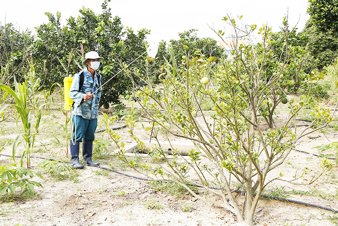 Nông dân huyện Khánh Vĩnh chăm sóc cây trồng.