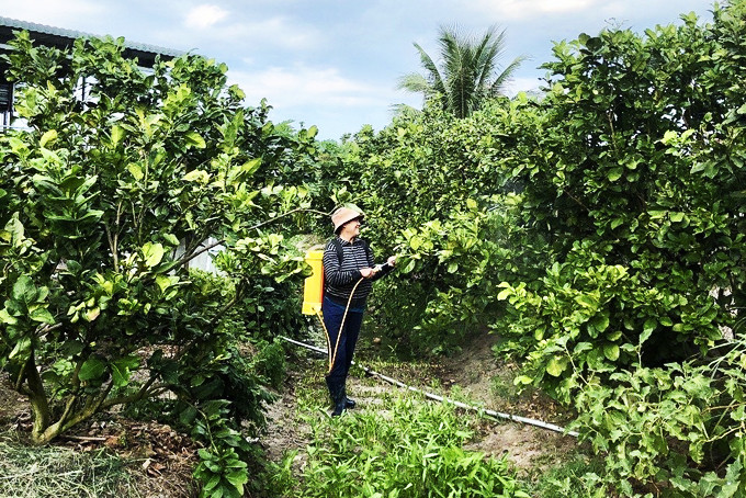 Nga taking care of her grapefruit garden