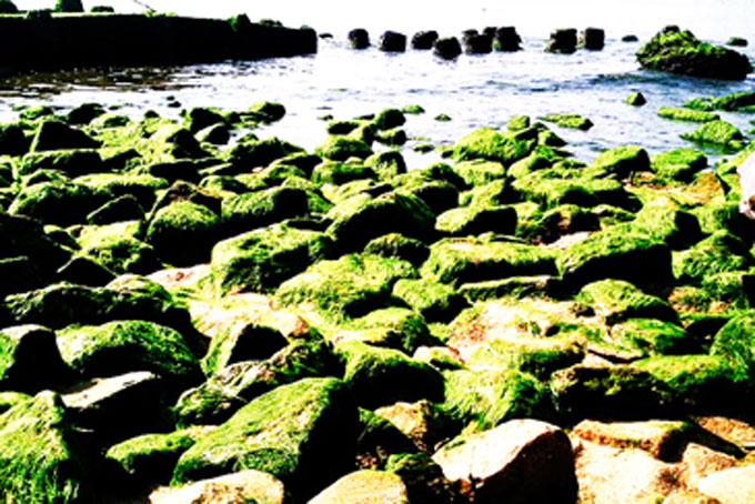 Bãi rêu mùa xuân