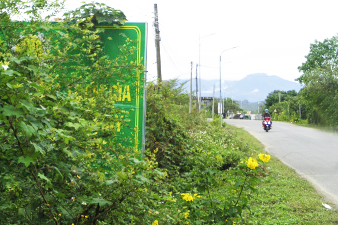 Bảng tuyên truyền bị cây xanh che khuất