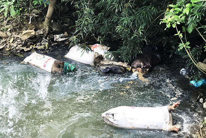 Bỏ xác heo chết ra suối