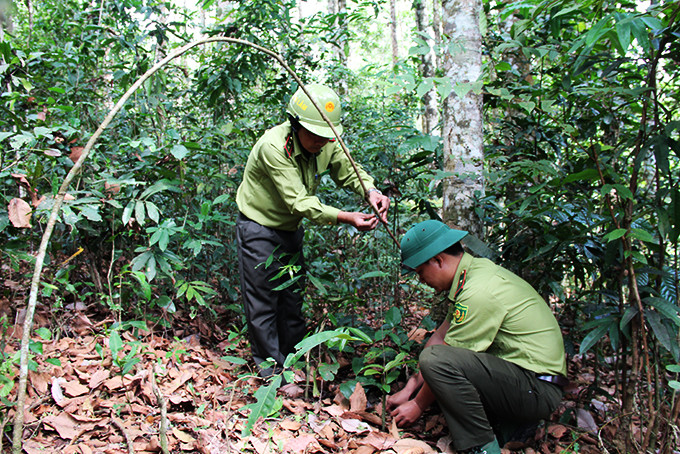 Lực lượng Kiểm Lâm Khu Bảo tồn thiên nhiên Hòn Bà tháo gỡ bẫy thú các đối tượng đặt trong rừng