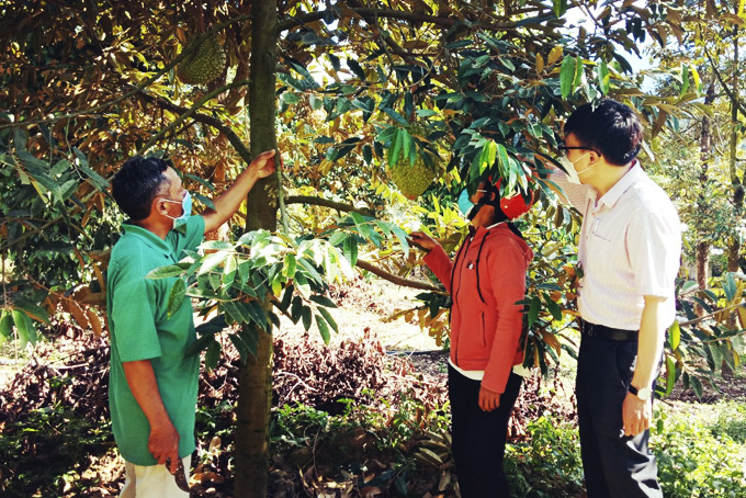 Farmers borrow policy credit to invest in durian trees.