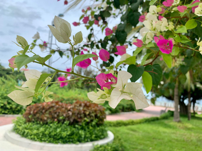 Trồng hoa có khó không...