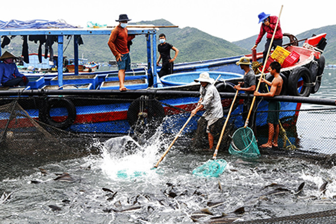 Ngư dân huyện Vạn Ninh thu hoạch cá giò trong lồng tròn HDPE.