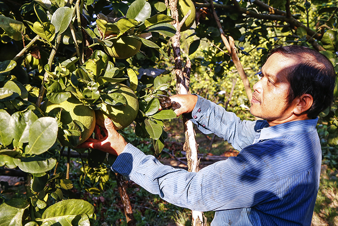 Developing areas specialized in fruit tree cultivation