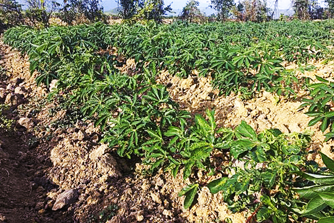 Cây sắn bị nhiễm bệnh khảm lá.