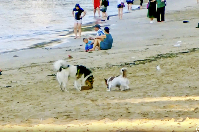 Chó không rọ mõm thả rông trên bãi biển Nha Trang.  Ảnh: Vân Hằng