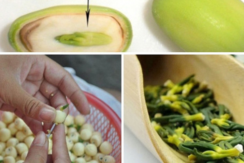 Lưu ý khi dùng hạt sen chữa mất ngủ hậu COVID-19