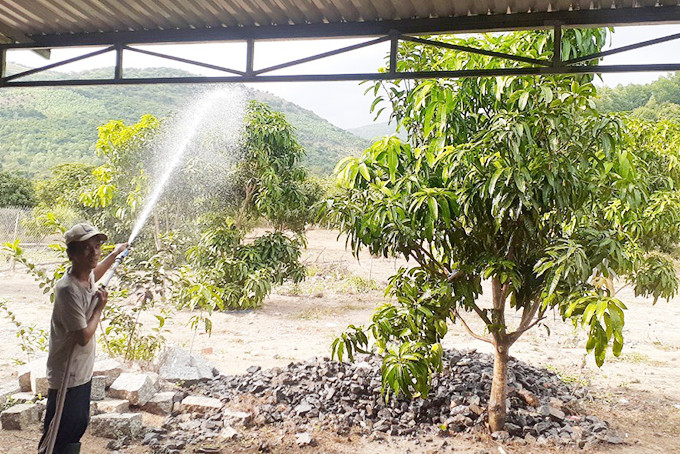Tưới nước cho cây xoài tại trang trại ở Núi Chúa, huyện Diên Khánh. 