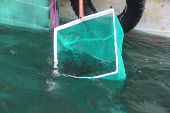 Cá giống được thả xuống vùng biển Rạn Trào để tái tạo nguồn lợi